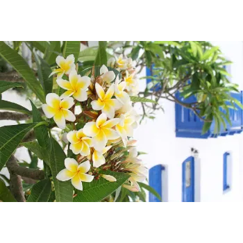 Common Plumeria Plant